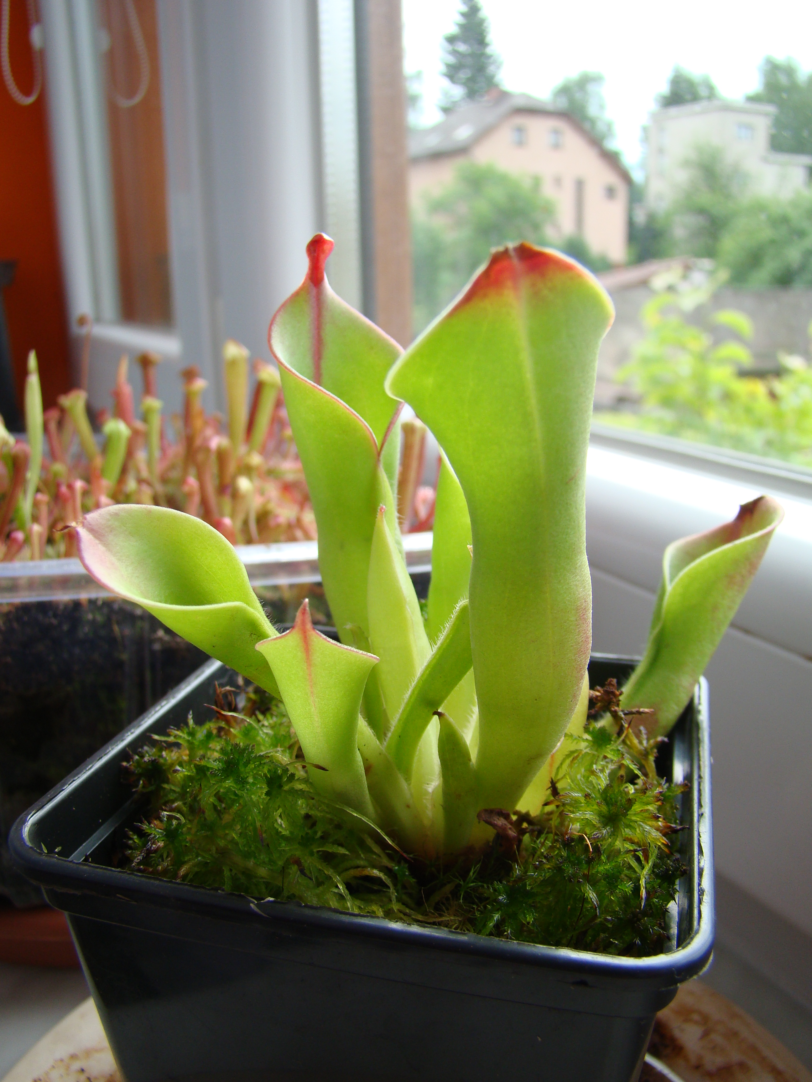 Heliamphora minor x heterodoxa