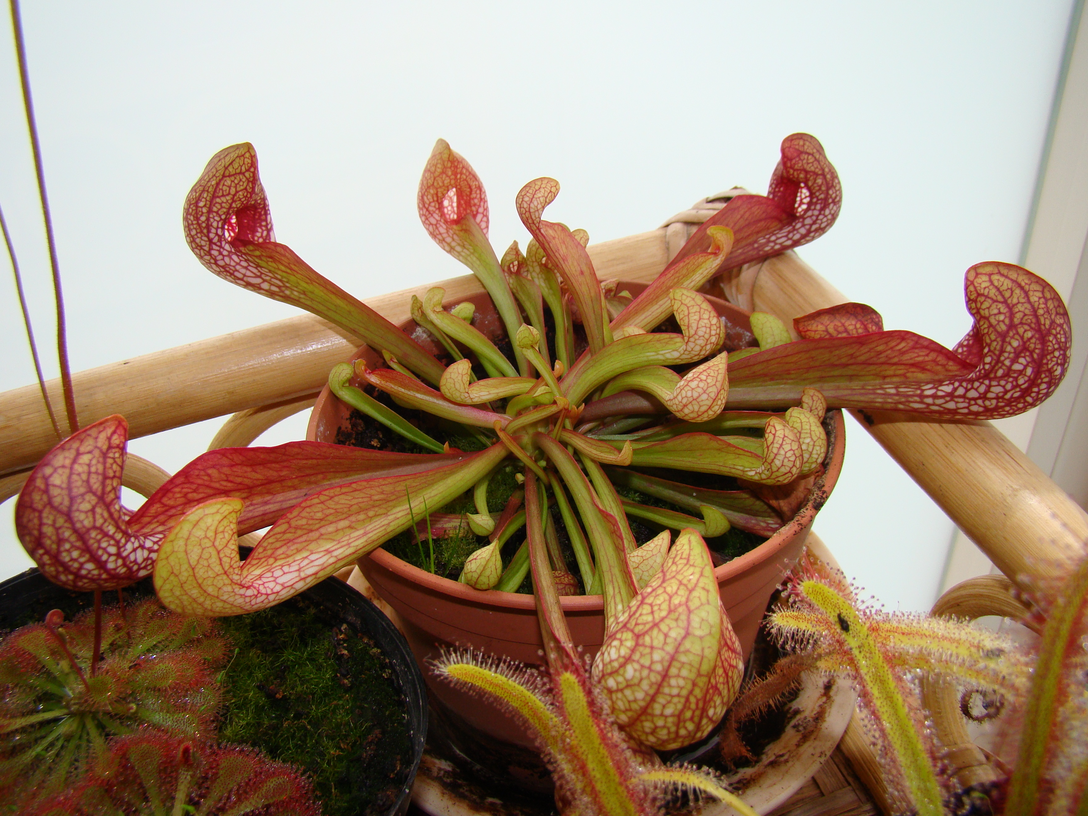 Sarracenia psittacina