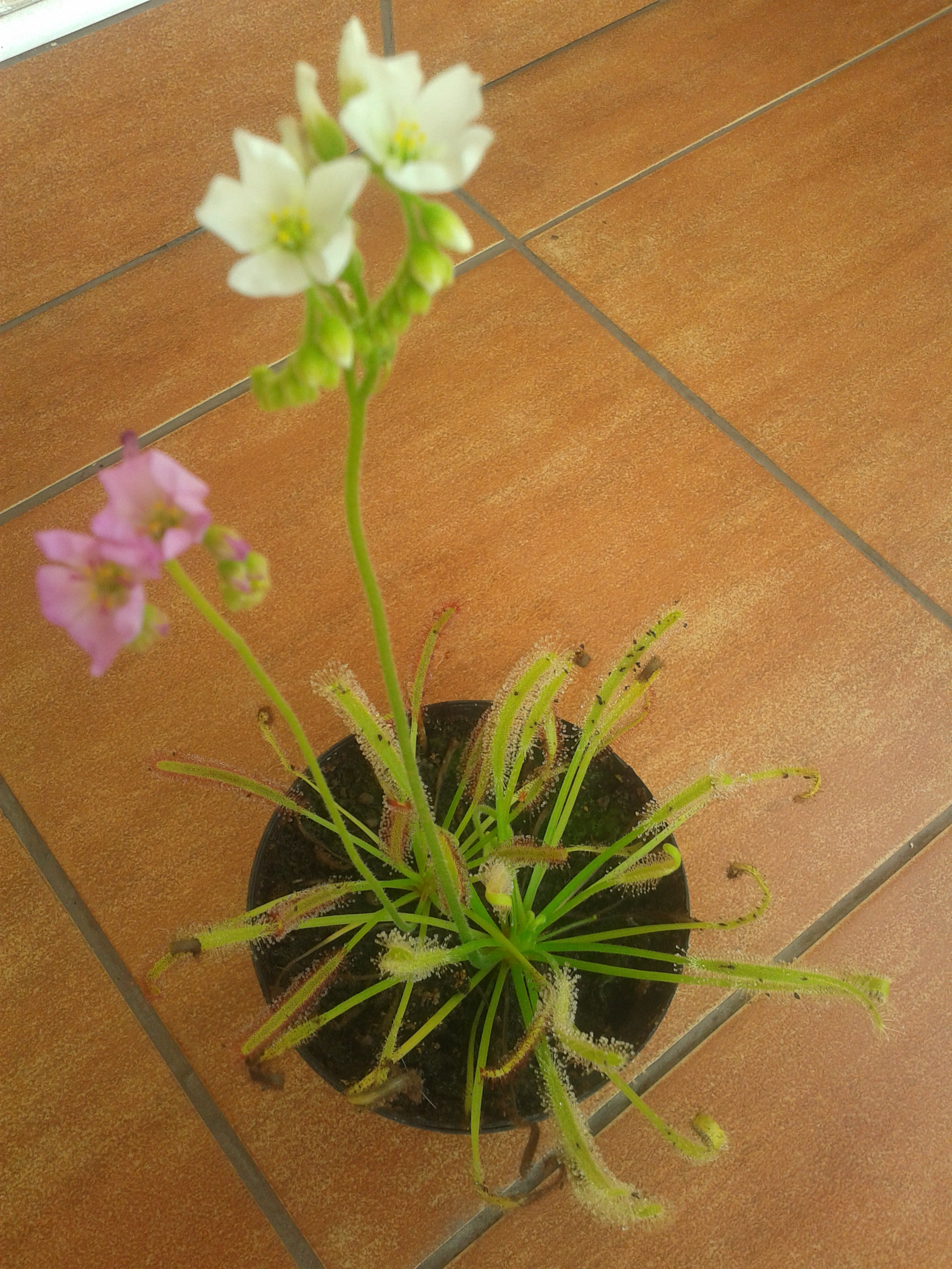Drosera capensis