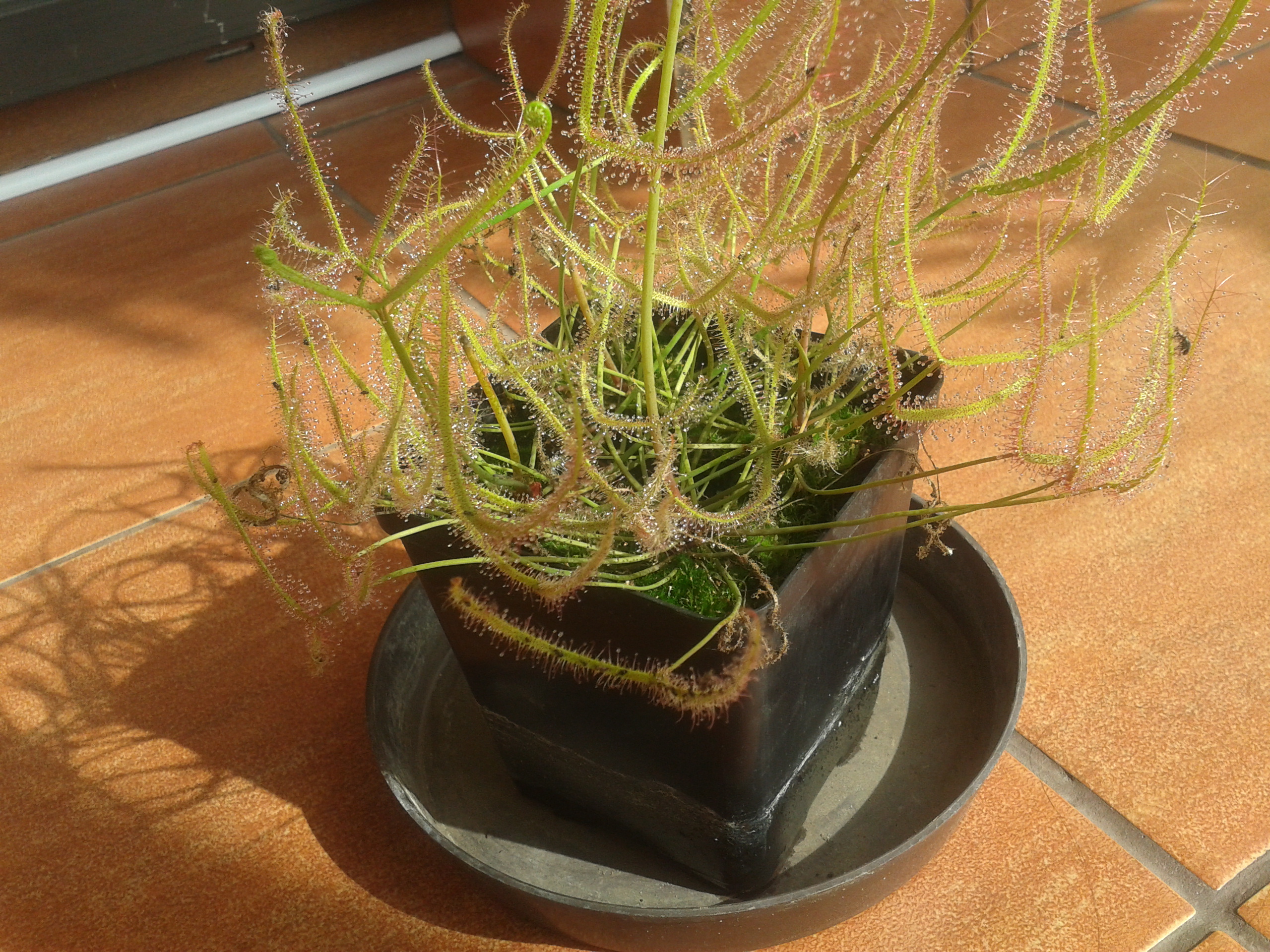  Drosera binata var. dichomota