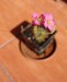 drosera spathulata a její květ