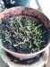 Sarracenia purpurea 2014-08-07 09.07.47